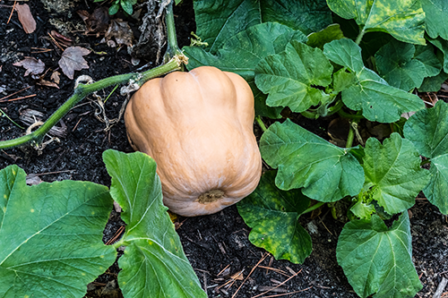 butternut squash