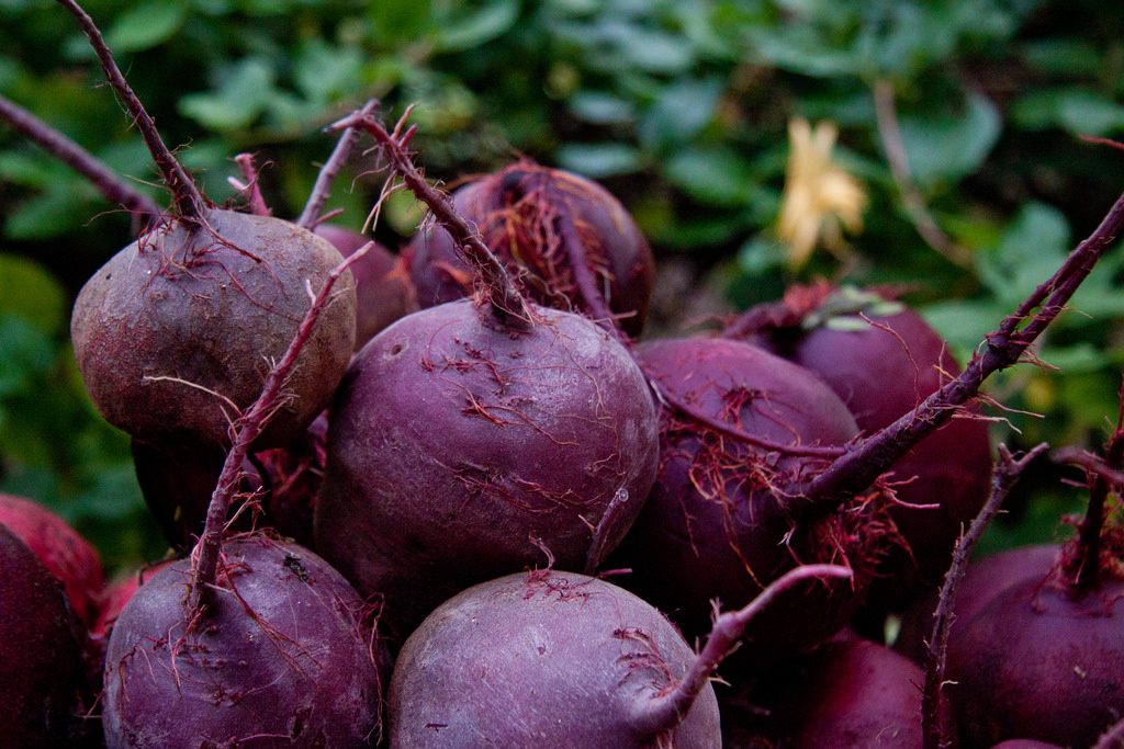 Beets | by timsackton