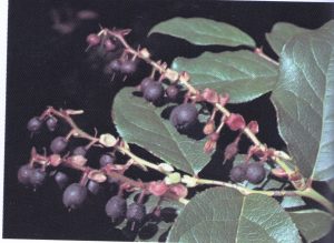 Salal Berry Vinegar