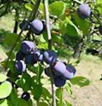 xplums-plant.jpg.pagespeed.ic.jZW9UEsIT_