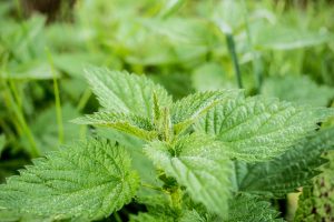 Spring Nettle Soup